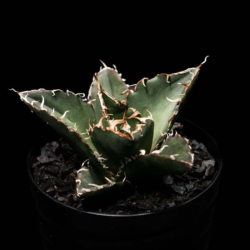 アガベ チタノタ 白鯨 / Agave titanota 'White Whale' #2 |