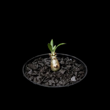 パキポディウム グラキリス / Pachypodium rosulatum var. gracilius #4