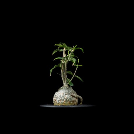 フォッケア エデュリス / Fockea edulis #7