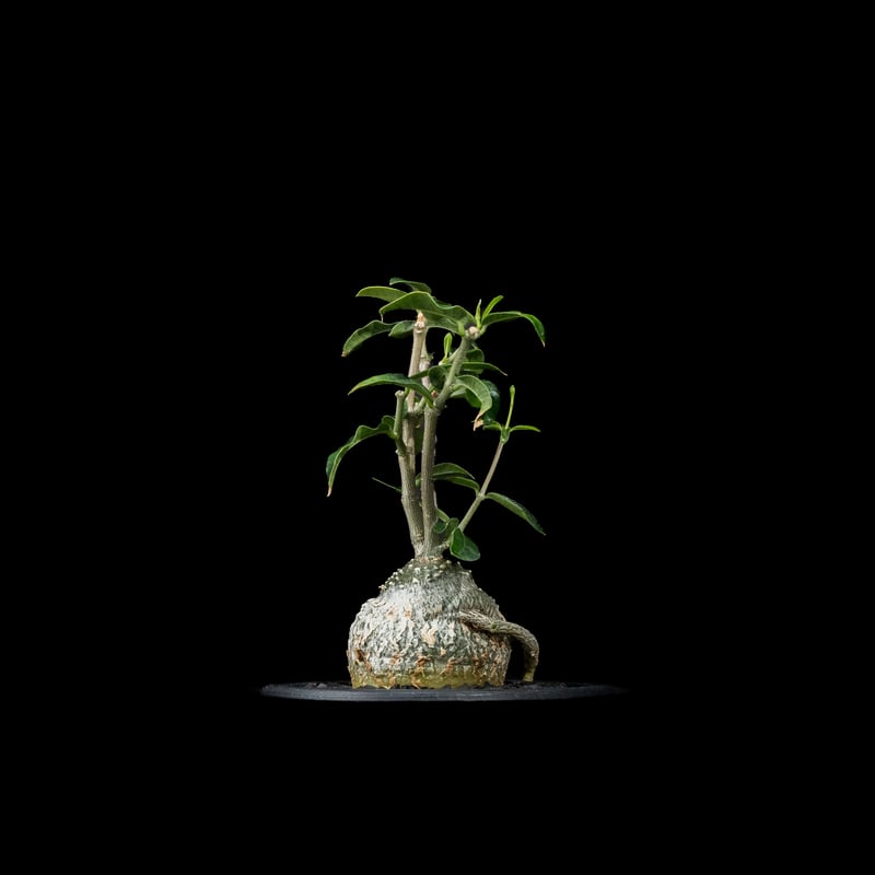 フォッケア エデュリス / Fockea edulis #7 | Ducks ( plants. )