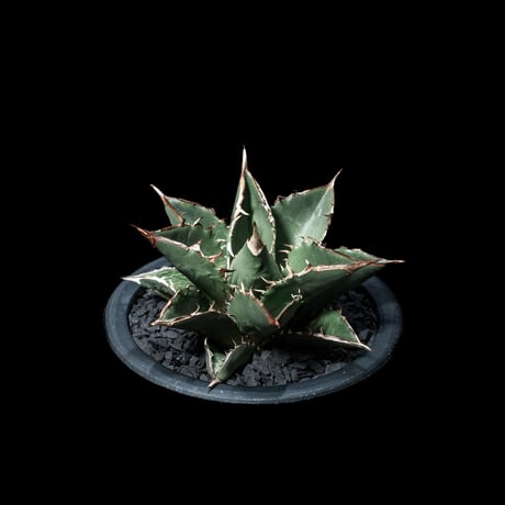 アガベ チタノタ 大島 / Agave titanota ‘Oshima’ #2