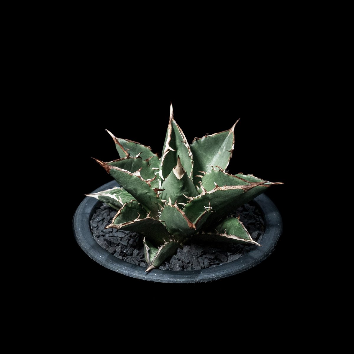 アガベ チタノタ 大島 / Agave titanota 'Oshima' #2 | Duck