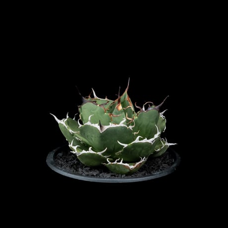 アガベ チタノタ 柊月 / Agave titanota ‘Syūgetsu’ #1