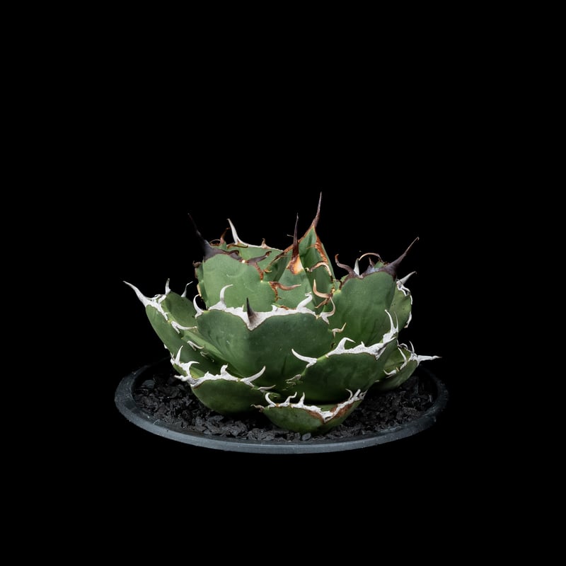 アガベ　セット　（柊月&聖火） 図鑑 – アガベ チタノタ 柊月 – 品種紹介 アガベ図鑑