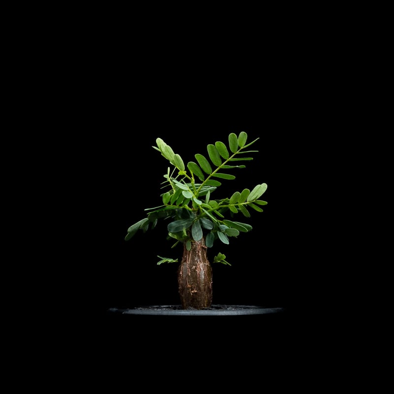 センナ メリディオナリス13 センナ メリディオナリス / Senna meridionalis #13 | Ducks (