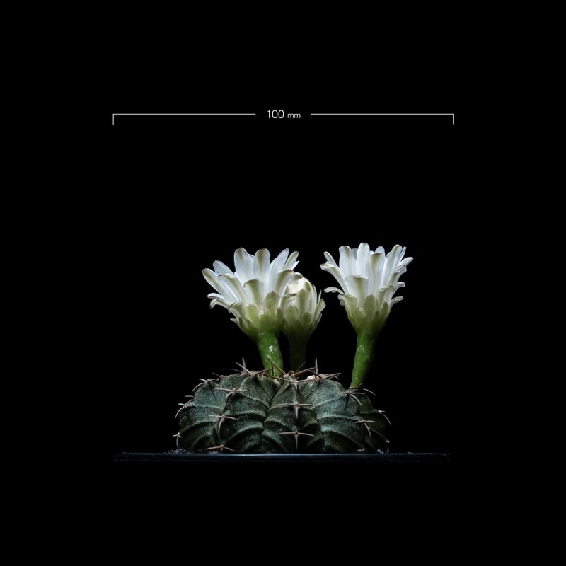 ギムノカリキウム フリードリッヒ×ヒボタン錦 / Gymnocalycium mihanovi