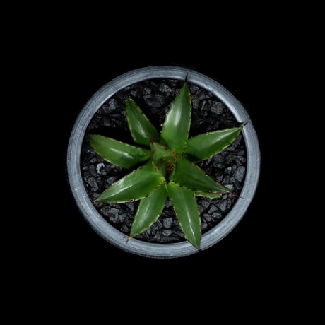 アガベ ホリダ / Agave horrida ssp. horrida #1