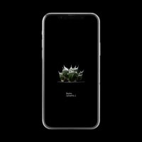 【スマホ壁紙】アガベ チタノタ 鬼爪