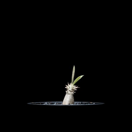 パキポディウム グラキリス / Pachypodium rosulatum var. gracilius #6