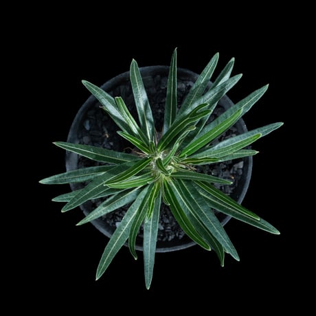 パキポディウム グラキリス / Pachypodium rosulatum var. gracilius #92