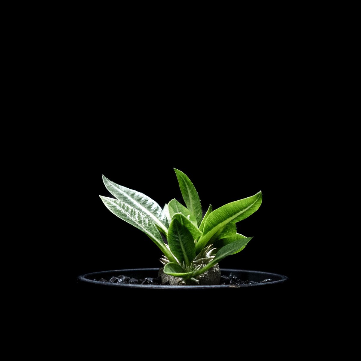 パキポディウム ブレビカウレ / Pachypodium brevicaule | Ducks