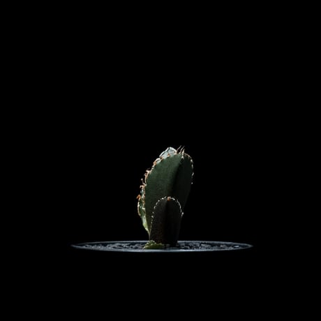 アガベ チタノタ 白鯨 / Agave titanota ‘White Whale’ #25