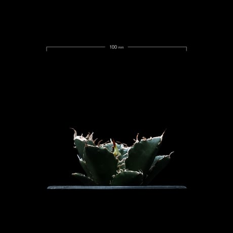 アガベ チタノタ 白鯨 / Agave titanota ‘White Whale’ #9