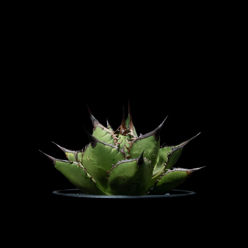 アガベ チタノタ 黒桃 / Agave titanota 