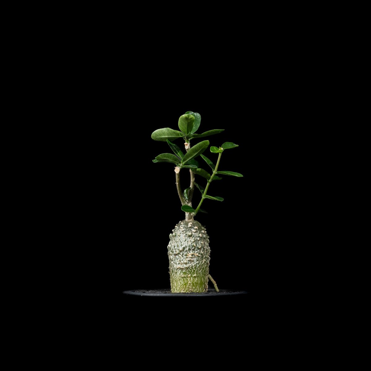フォッケア エデュリス / Fockea edulis #8 | Ducks ( plants. )