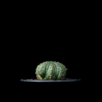 ユーフォルビア シンメトリカ (カキ仔) / Euphorbia obesa ssp. symmetrica #8