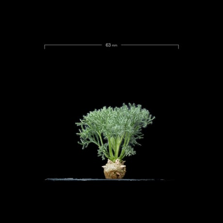 モンソニア ペニクリナム / Monsonia peniculina #13