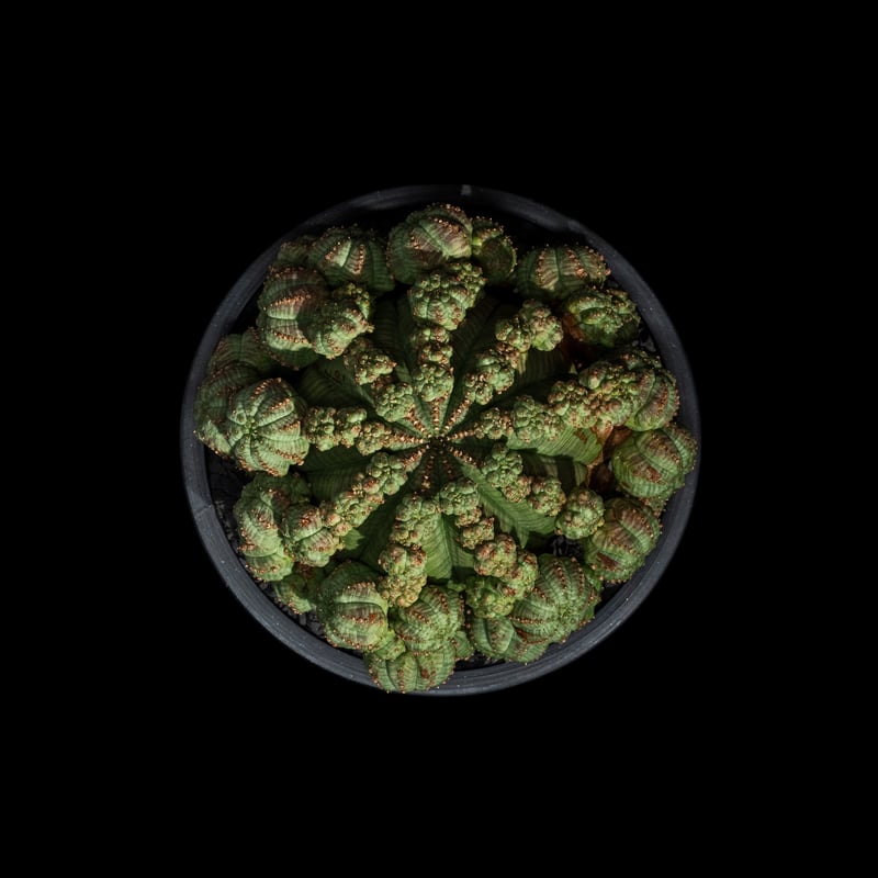 ユーフォルビア シンメトリカ / Euphorbia obesa ssp. symmetric