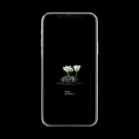 【スマホ壁紙】ギムノカリキウム フリードリッヒ × ヒボタン錦