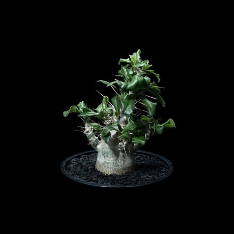 パキポディウム サウンデルシー / Pachypodium saundersii #4
