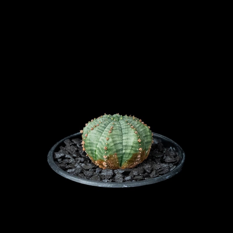 塊根植物・コーデックス T.F.L. Euphorbia obesa ssp symmetrica 塊根植物・コーデックス T.F.L. Euphorbia obesa ssp symmetrica