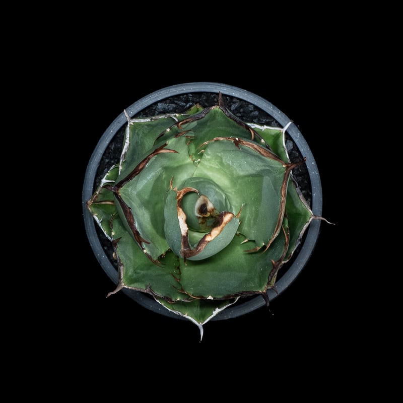 アガベ チタノタ ジャガーノート 純血 / Agave titanota 'Juggernau