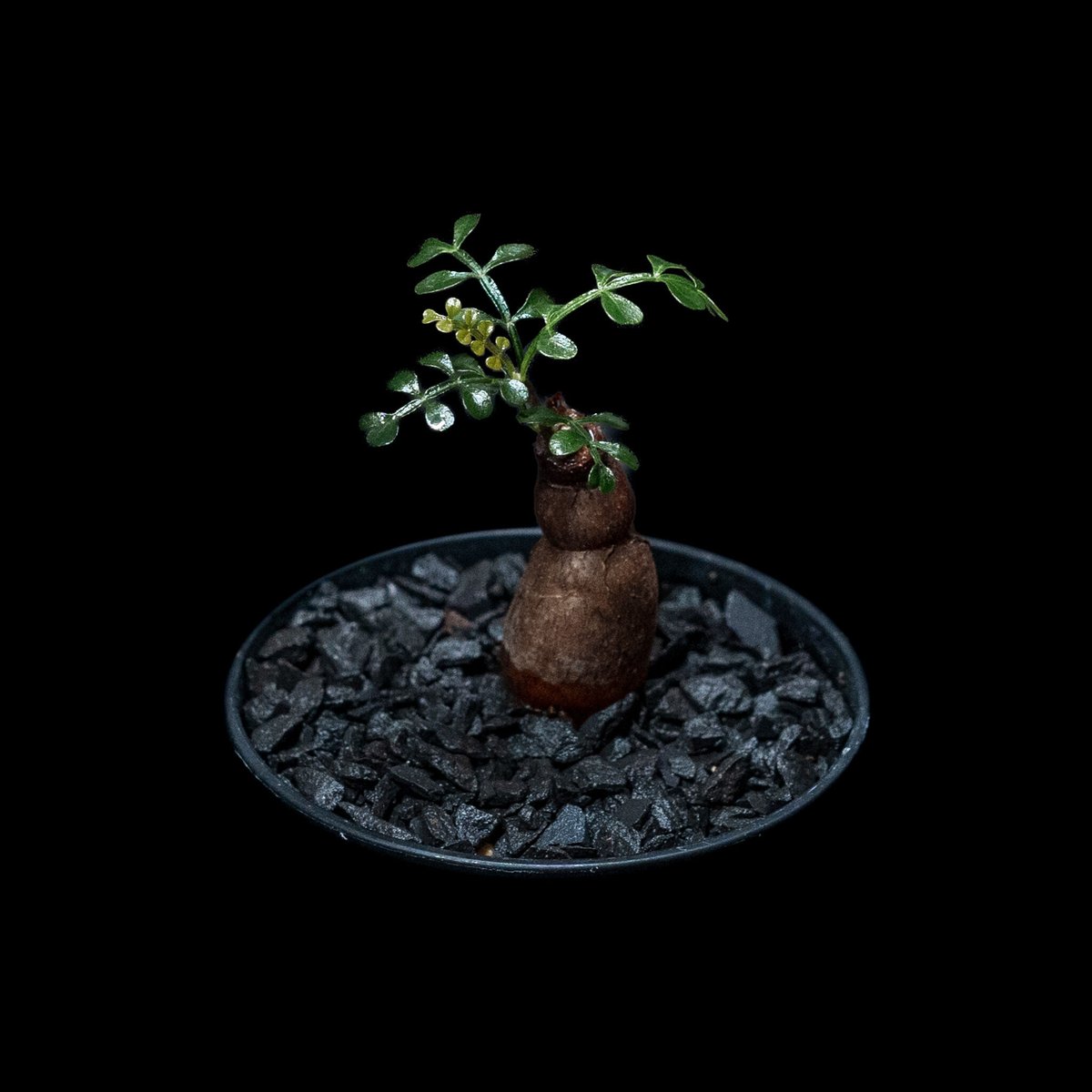 オペルクリカリア パキプス / Operculicarya pachypus #13 | D