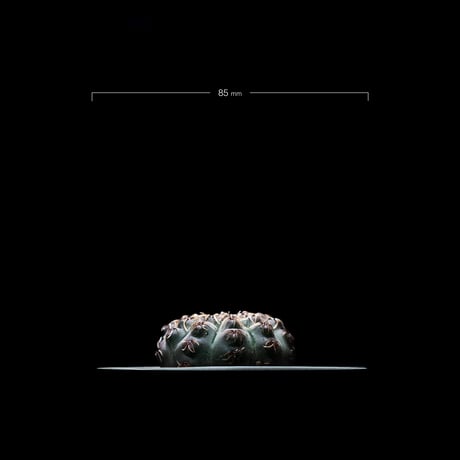 ギムノカリキウム 瑞昌玉 [黒刺タイプ] / Gymnocalycium stellatum var. kleinianum