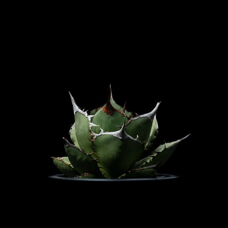 アガベ チタノタ 熊猫 / Agave titanota ‘Panda’ #1