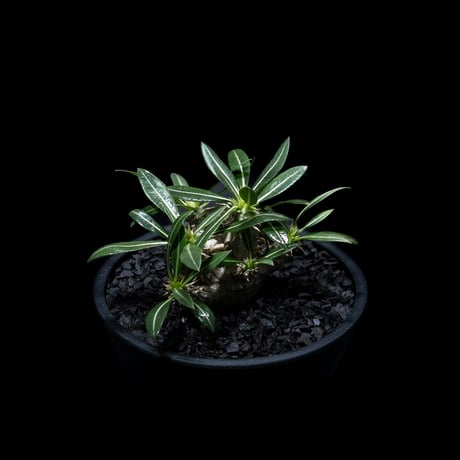 パキポディウム デンシカウレ / Pachypodium densicaule #5