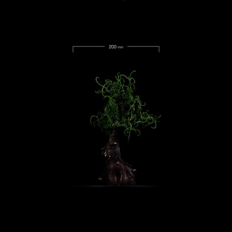 メストクレマ アルボリフォルメ / Mestoklema arboriforme