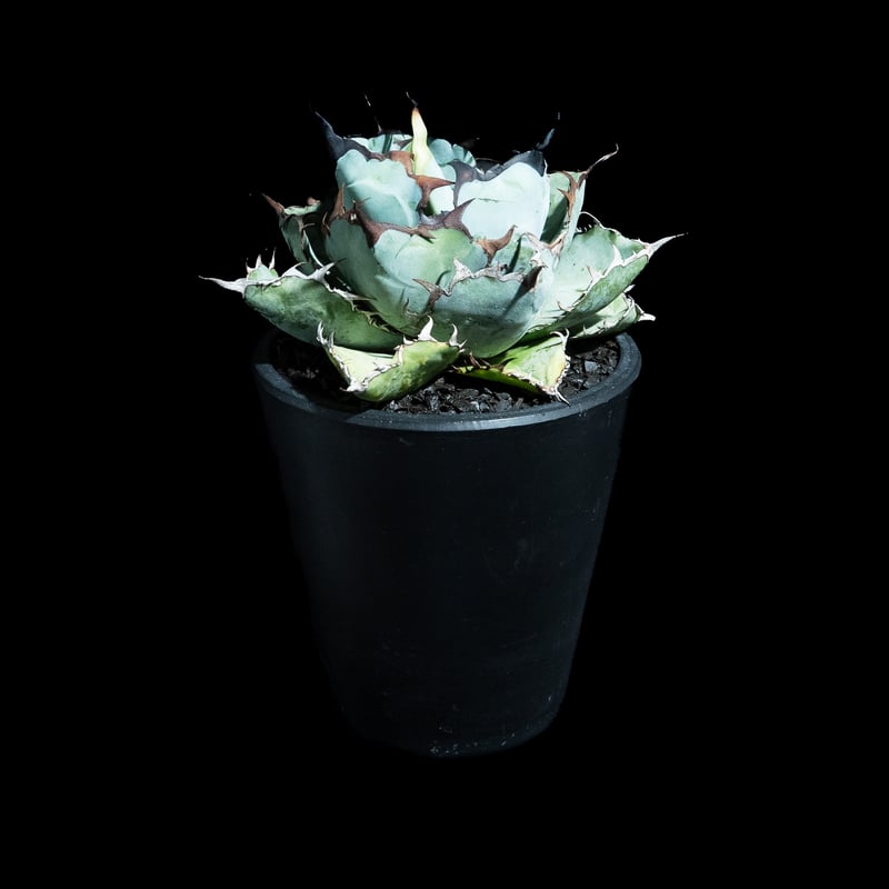 アガベチタノタハイブリッド ブラック&ブルー×エボリスピナ アガベハイブリッド エボリスピナ×チタノタB B - メルカリ