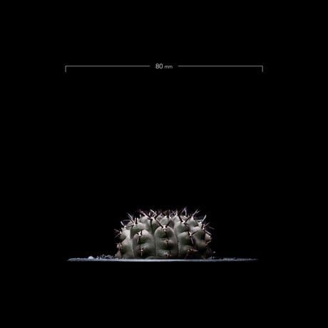 ギムノカリキウム 黒刺鳳頭 / Gymnocalycium asterium