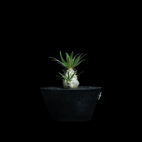 パキポディウム グラキリス / Pachypodium rosulatum var. gracilius #91