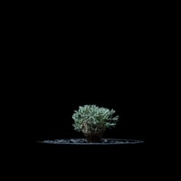 モンソニア ペニクリナム / Monsonia peniculina #7