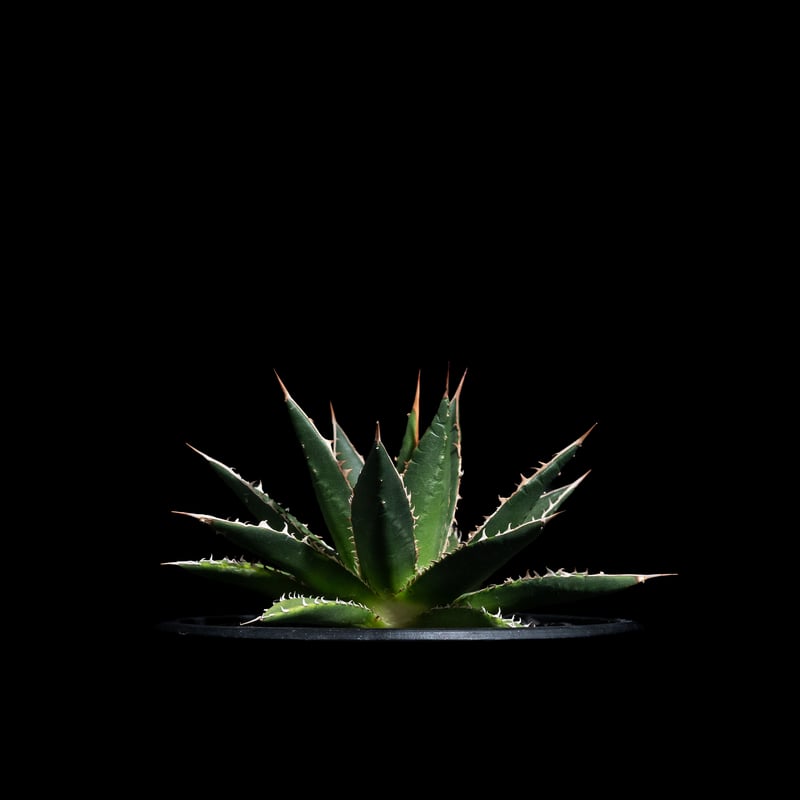 アガベ ホリダ / Agave horrida ssp. horrida #1 | Ducks