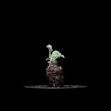 ペラルゴニウム アッペンディクラツム / Pelargonium appendiculatum #1