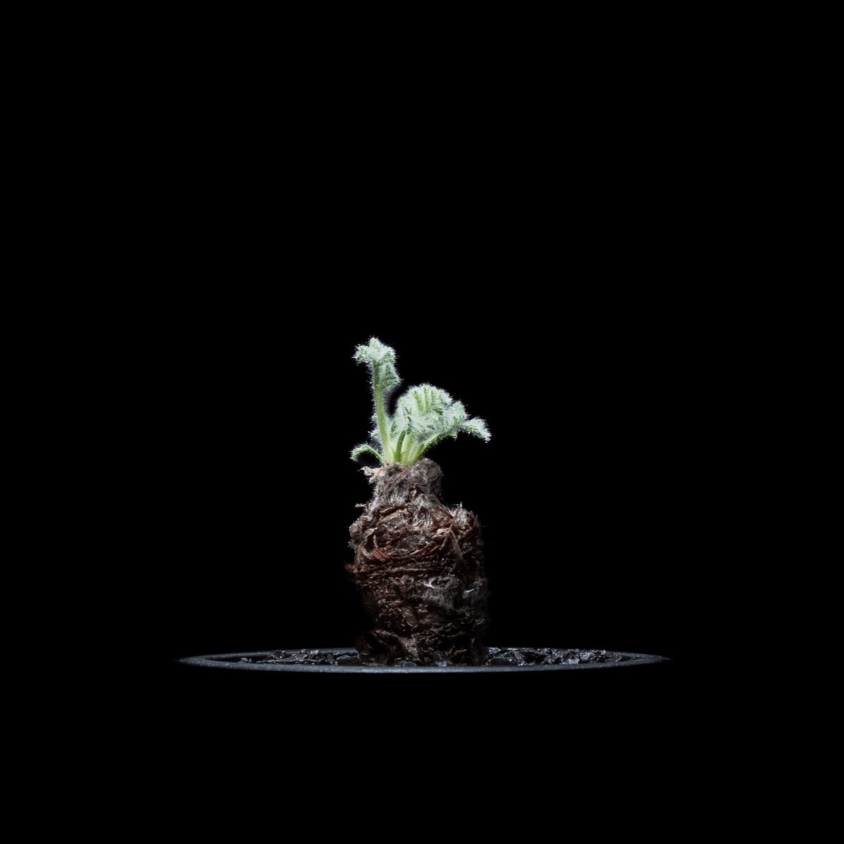 ペラルゴニウム アッペンディクラツム / Pelargonium appendicul