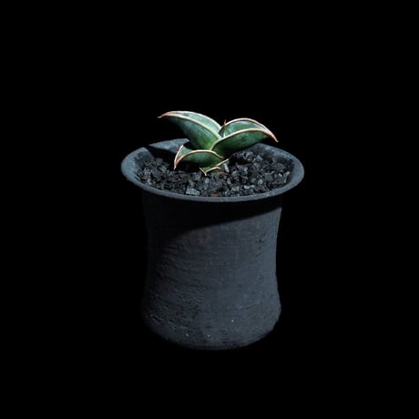 サンセベリア ロリダ / Sansevieria rorida #2