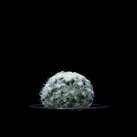マミラリア 白星 / Mammillaria plumosa