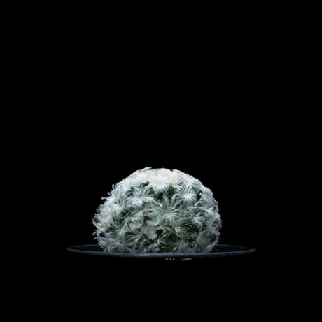 マミラリア 白星 / Mammillaria plumosa