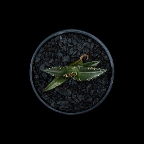 アガベ チタノタ シーザー / Agave titanota ‘Caesar’ #38