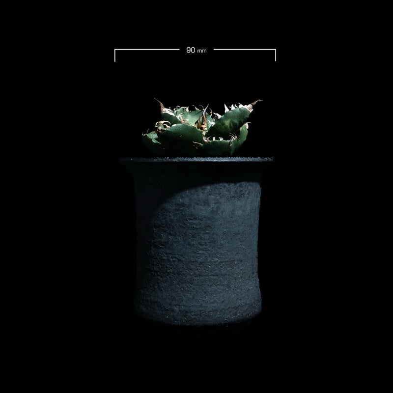 アガベ チタノタ 魔丸 / Agave titanota 'Mamaru' #2 | Du