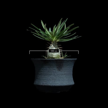 パキポディウム グラキリス / Pachypodium rosulatum var. gracilius #92