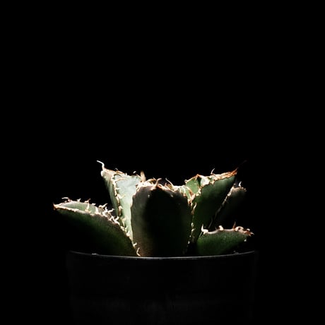 アガベ チタノタ 白鯨 / Agave titanota ‘White Whale’ #2