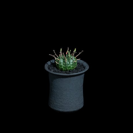 ユーフォルビア バリダ / Euphorbia meloformis ssp. valida #7