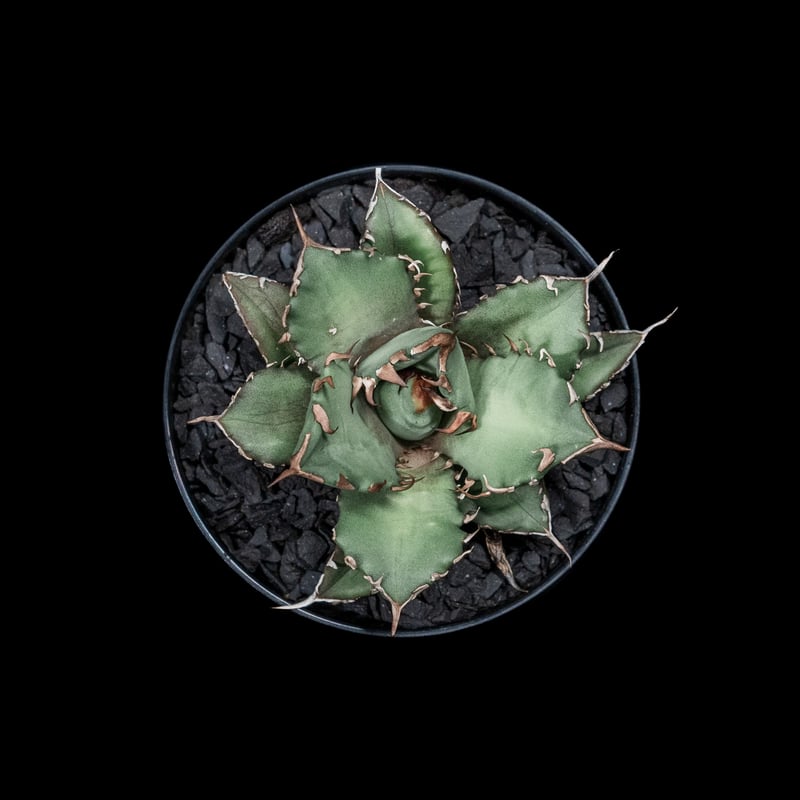 アガベ チタノタ 姫厳竜 / Agave titanota 'Dwarf' #6 | Duck アガベ チタノタ 姫厳竜 / Agave titanota 'Dwarf' #6 | Duck
