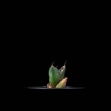 アガベ チタノタ 鬼爪 (カキ仔) / Agave titanota ‘Ghost Claw’ #2