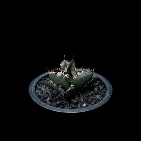 アガベ チタノタ ブラック&ブルー / Agave titanota ‘Black & Blue’ #8