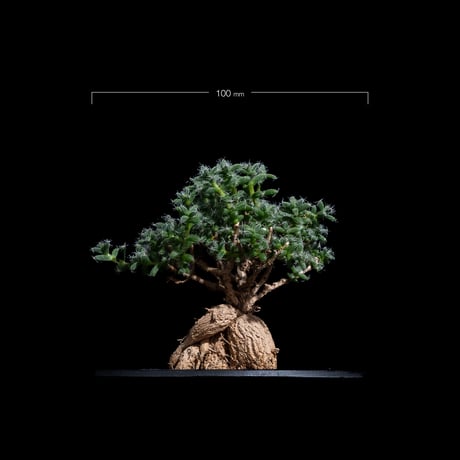トリコディアデマ ブルボスム / Trichodiadema bulbosum #17